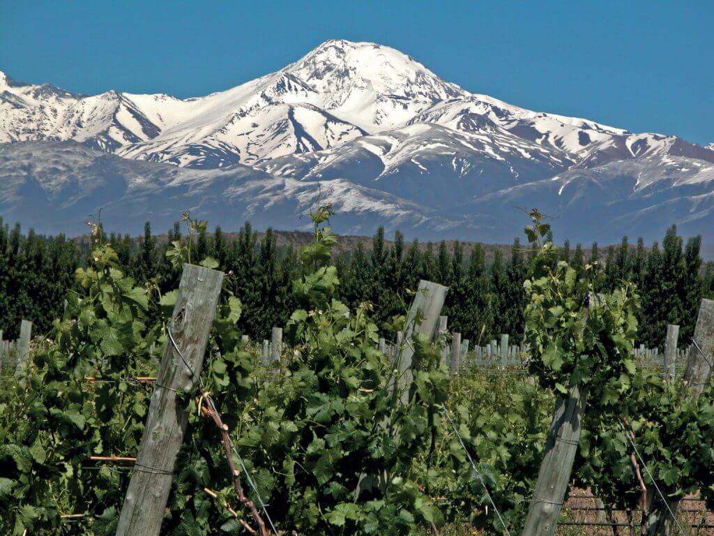 Bellwether grape vines with a mountain in the background